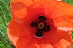 Mohnblume