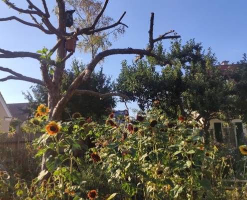 img_naturgartenzertifizierung (1)